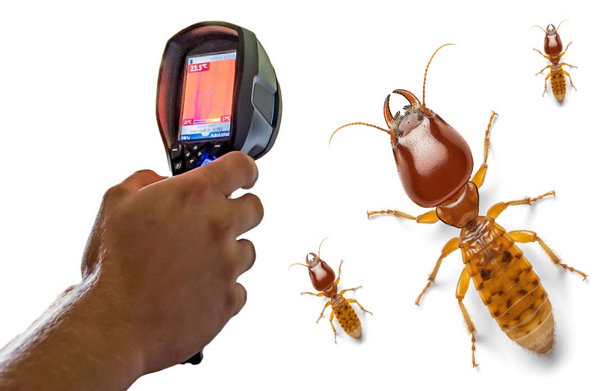 Timely Termite Inspections near