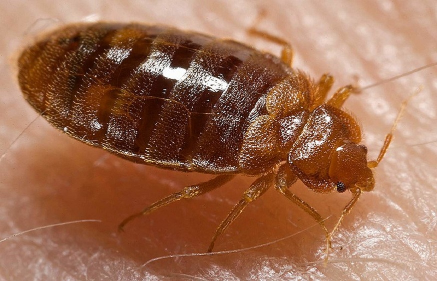 The Bed Bug Battle