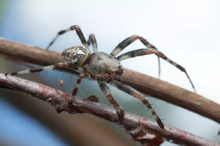 Spider Season in Horizon