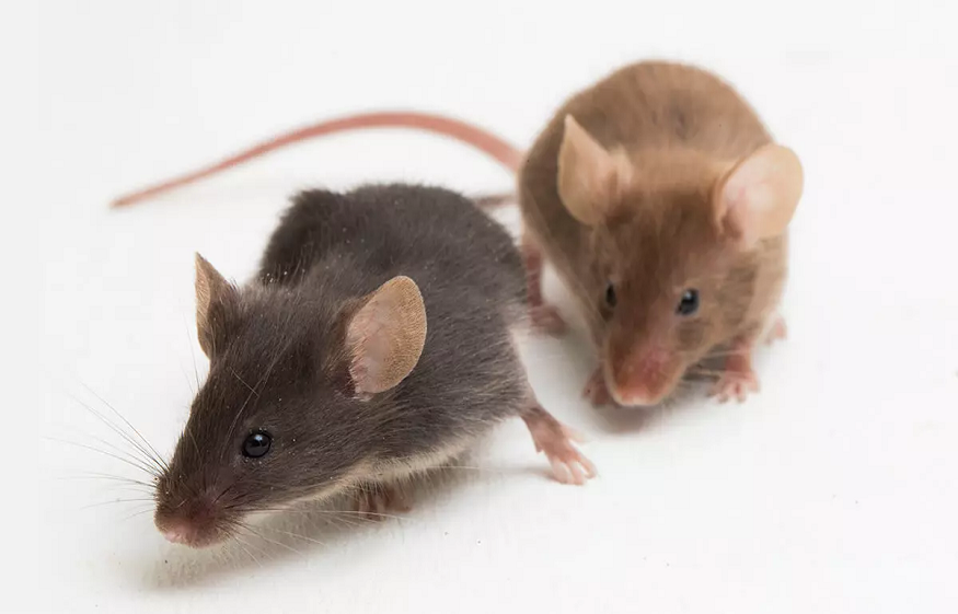 Mice and Rats
