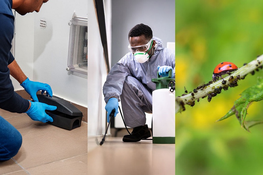 pest control