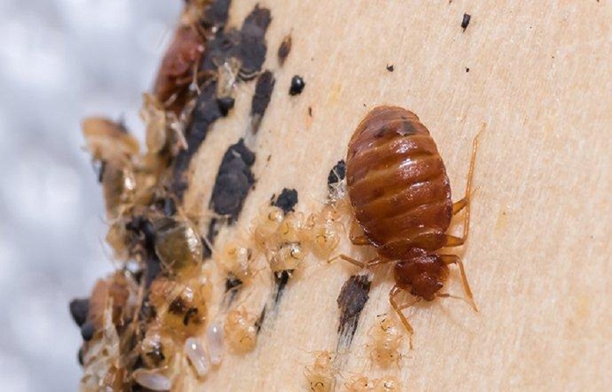 Bed Bug Cases